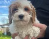 Cavapoo