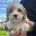 Cavapoo