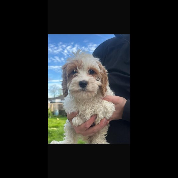 Cavapoo