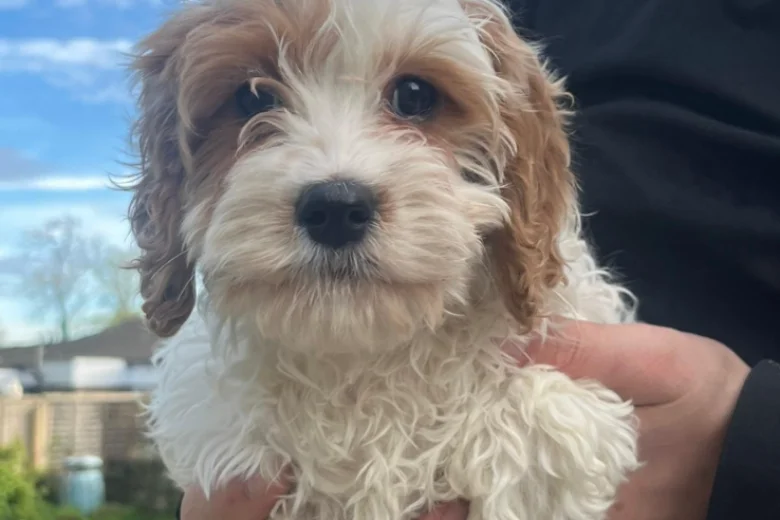 Cavapoo