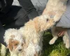 Cavapoo