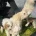 Cavapoo
