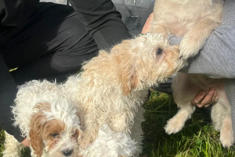 Cavapoo