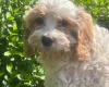 Cavapoo