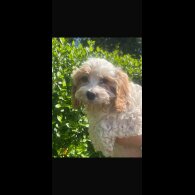 Cavapoo