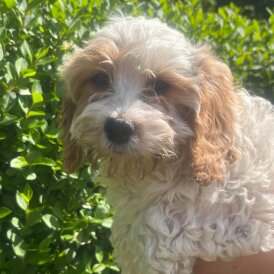 Cavapoo