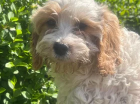 Cavapoo