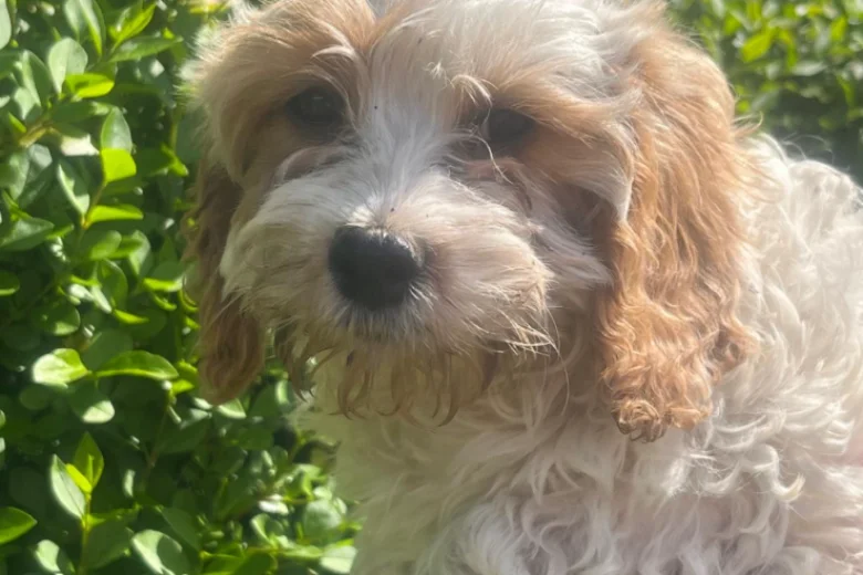 Cavapoo