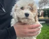 Cavapoo