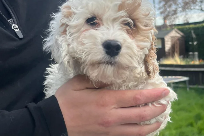 Cavapoo