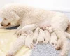 Poodle