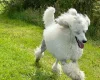Poodle