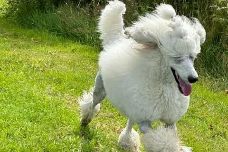 Poodle