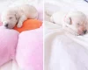 Poodle