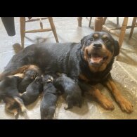 Rottweiler