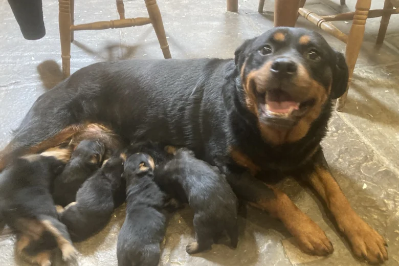 Rottweiler