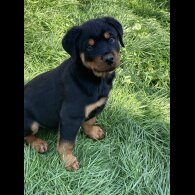 Rottweiler