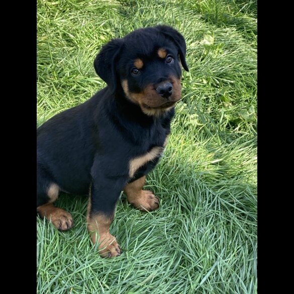 Rottweiler