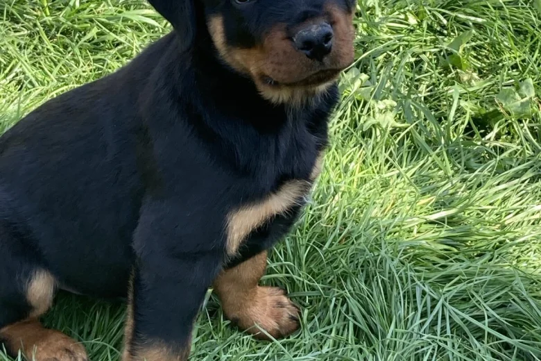 Rottweiler