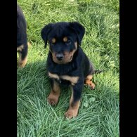 Rottweiler