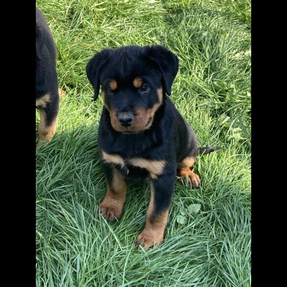 Rottweiler