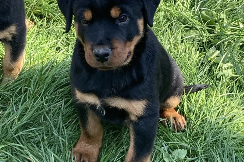 Rottweiler