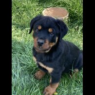Rottweiler