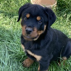 Rottweiler