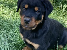 Rottweiler
