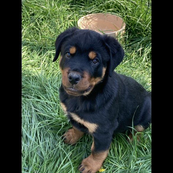 Rottweiler