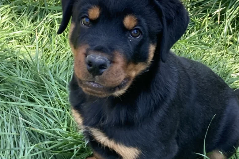 Rottweiler