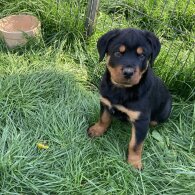 Rottweiler