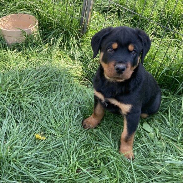 Rottweiler