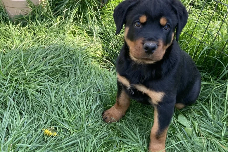 Rottweiler