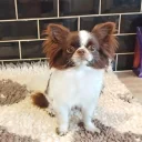 Chihuahua Long Coat