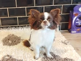 Chihuahua Long Coat