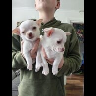 Chihuahua Smooth Coat