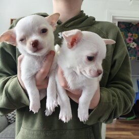 Chihuahua Smooth Coat