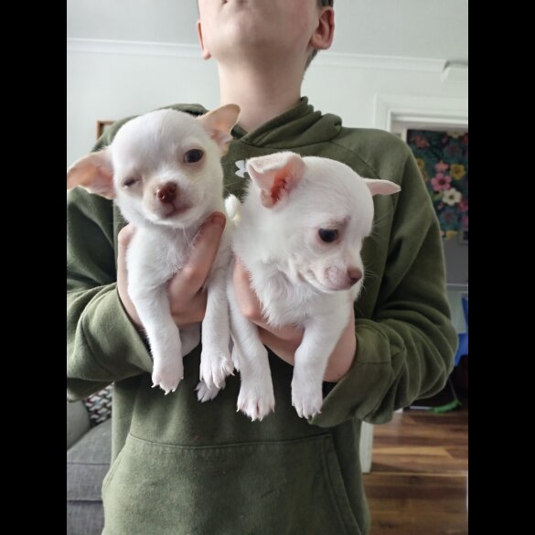 Chihuahua Smooth Coat