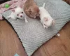 Chihuahua Smooth Coat
