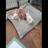 Chihuahua Smooth Coat