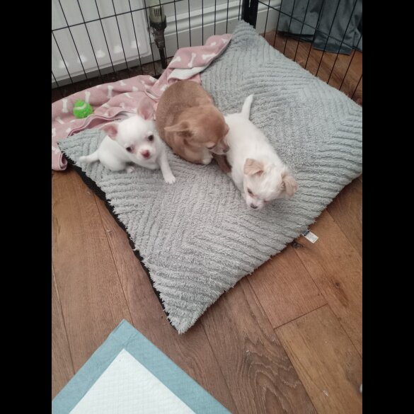 Chihuahua Smooth Coat