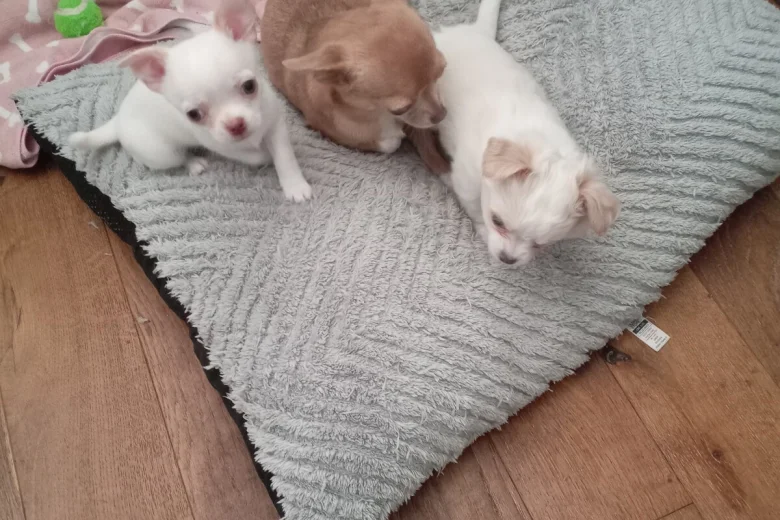 Chihuahua Smooth Coat