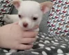Chihuahua Smooth Coat