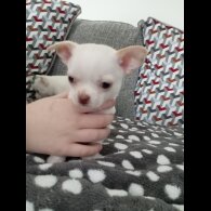 Chihuahua Smooth Coat