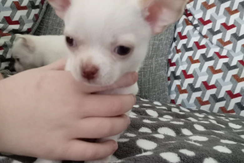 Chihuahua Smooth Coat