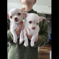 Chihuahua Smooth Coat