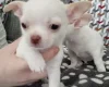 Chihuahua Smooth Coat