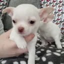 Chihuahua Smooth Coat