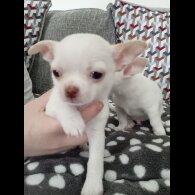 Chihuahua Smooth Coat
